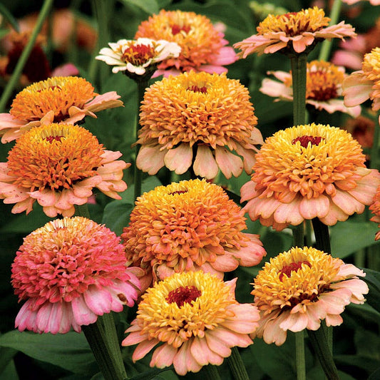 Seeds: Zinnia - Zinderella Peach - Sugar Moon Gardens