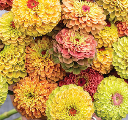 PREORDER: Flower Plant: Zinnia - Queeny Formula