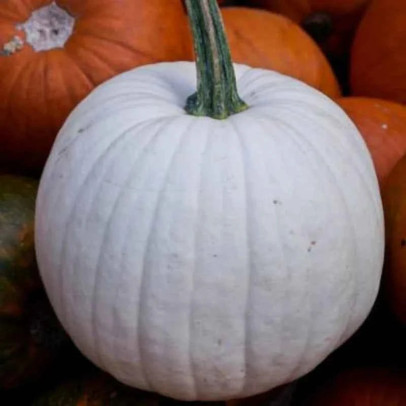 PREORDER: Veg Plant: Pumpkin Seedlings - Sugar Moon Gardens