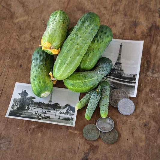 Veg Plant: Cucumber Seedlings