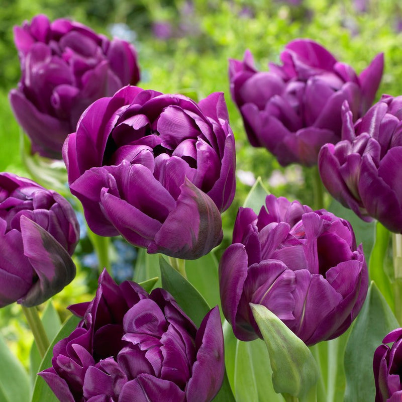 Tulip bulb - Double Negrita