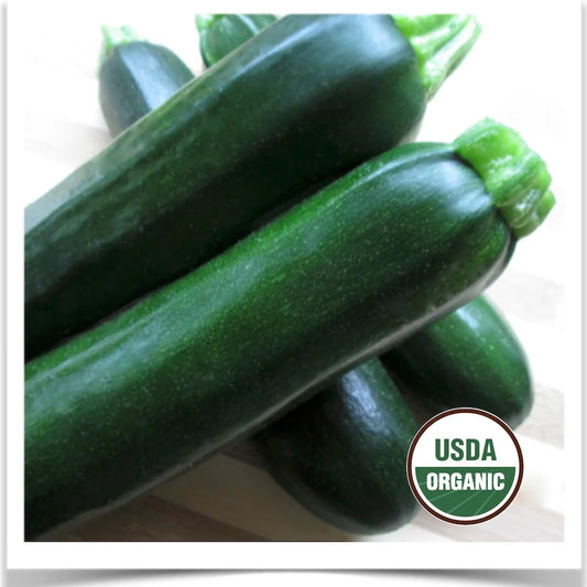 PREORDER: Veg Plant: Zucchini seedlings - Sugar Moon Gardens