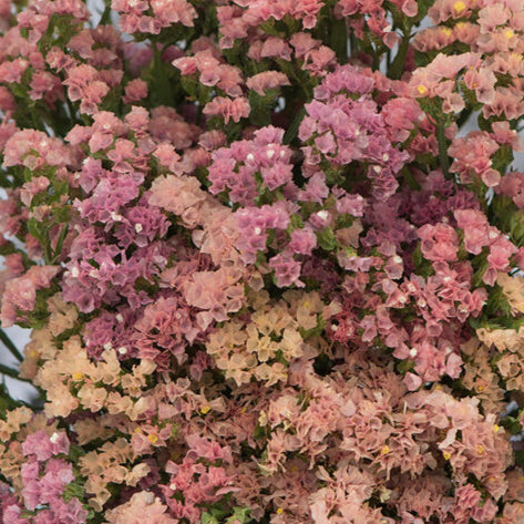 Seeds: Statice - QIS Apricot - Sugar Moon Gardens