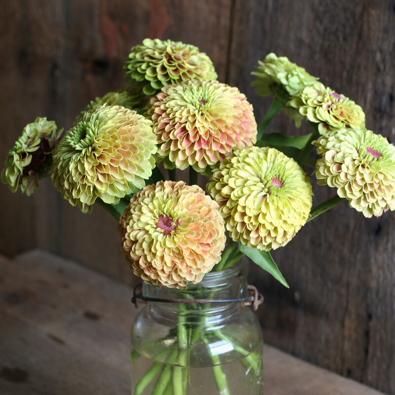 PREORDER: Flower Plant: Zinnia - Queeny Formula