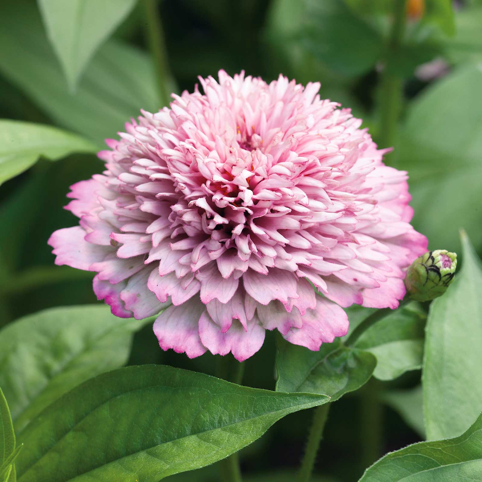 Seeds: Zinnia - Zinderella Lilac – Sugar Moon Gardens