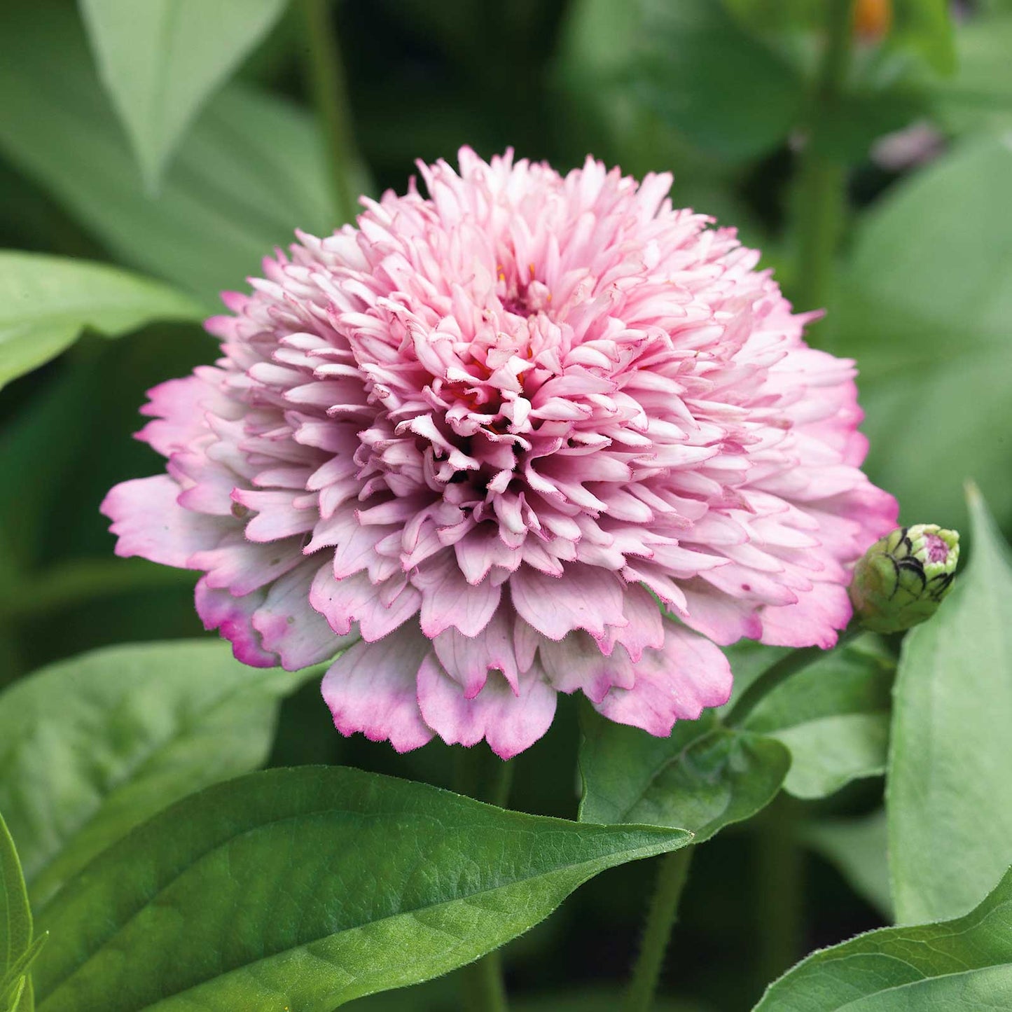 Seeds: Zinnia - Zinderella Lilac - Sugar Moon Gardens