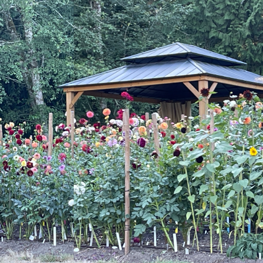 Sugar Moon Gardens Newsletter 1-29-2025 - Sugar Moon Gardens