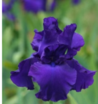 Sugar Moon Gardens Newsletter 08/15/2024 - Sugar Moon Gardens