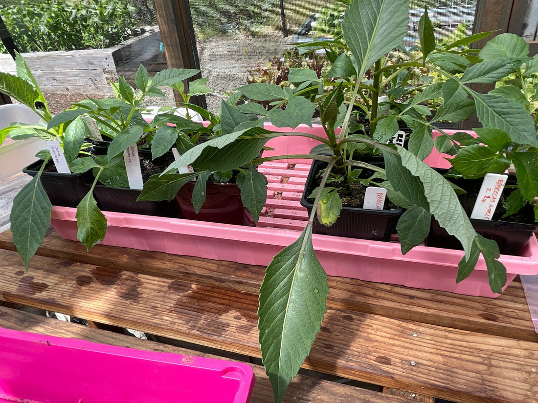 Starting Dahlias from Seed - Part 1, 2-19-2024