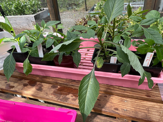Starting Dahlias from Seed - Part 1, 2-19-2024