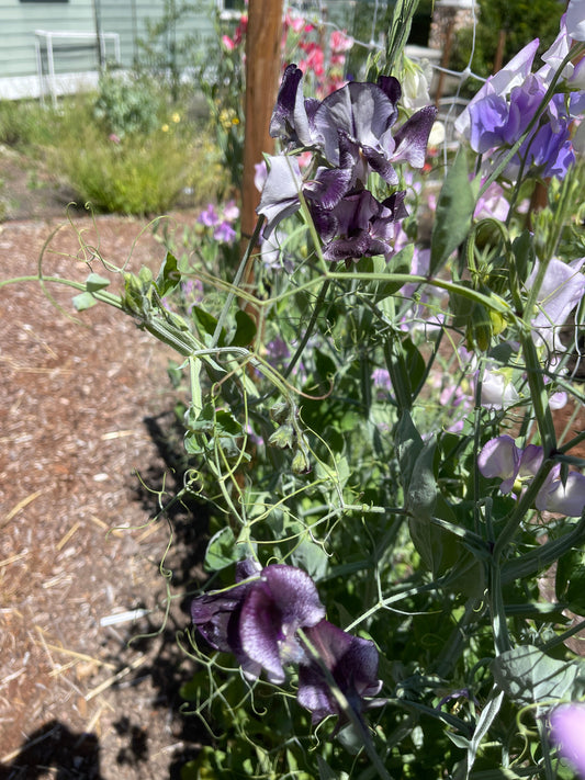 Starting Sweet Peas 1-22-2024