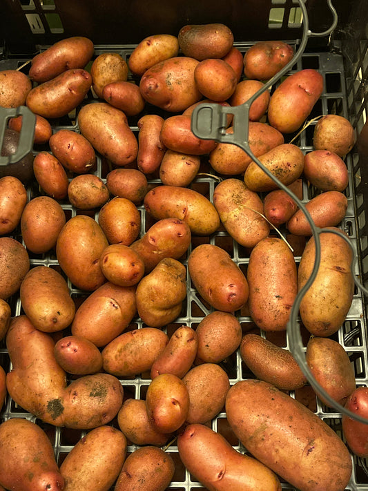 Potato Experiment 8-15-2024