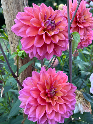 Sugar Moon Gardens Newsletter 11/20/2024 - Sugar Moon Gardens