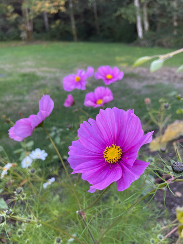 Sugar Moon Gardens Newsletter - 10/9/2024 - Sugar Moon Gardens