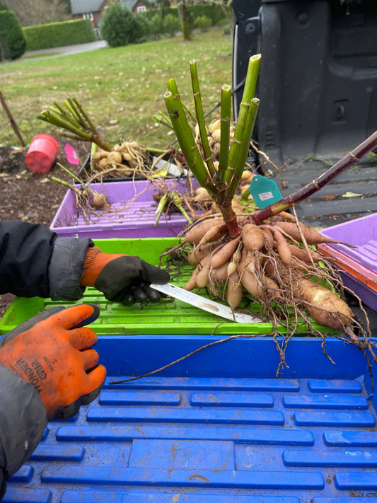 Dahlia Dig, Divide & Store Tools - Updated 2025