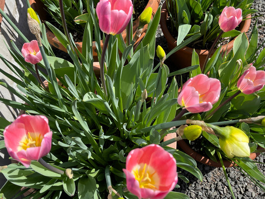 April - A Look at the Everlasting Flower Pots