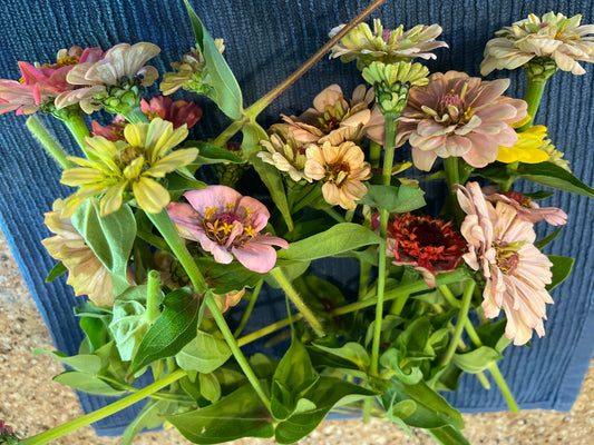 June - Off With Their Heads - Zinnias