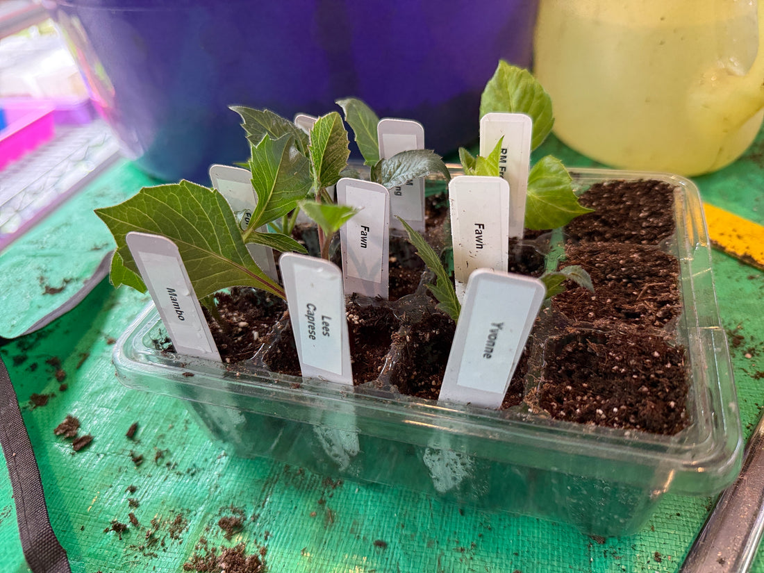 Dahlia Cuttings: Why I Ditched Root Riot Cubes (And What I Use Instead)