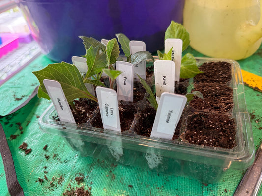 Dahlia Cuttings: Why I Ditched Root Riot Cubes (And What I Use Instead)