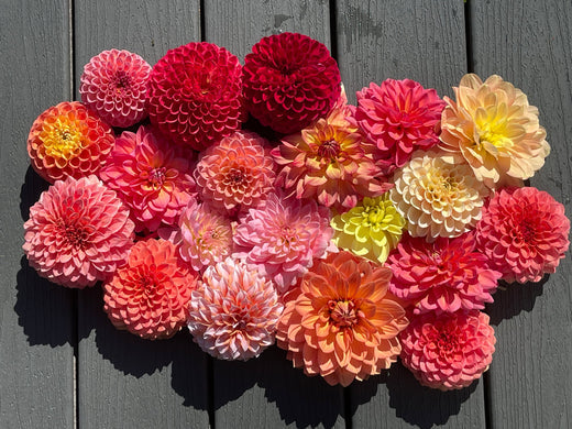 Sugar Moon Gardens Newsletter 08/29/2024 - Sugar Moon Gardens