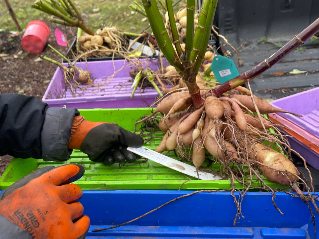 Dahlias - Dig, Divide, Store 11-27-2024 - Sugar Moon Gardens
