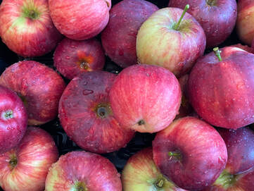 Apple Cider Vinegar - excerpt from Preserving on Bainbridge Island - Sugar Moon Gardens