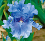 Sugar Moon Gardens Newsletter 09/26/2024 - Sugar Moon Gardens