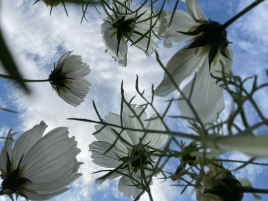 Sugar Moon Gardens Newsletter 01/22/25 - Sugar Moon Gardens