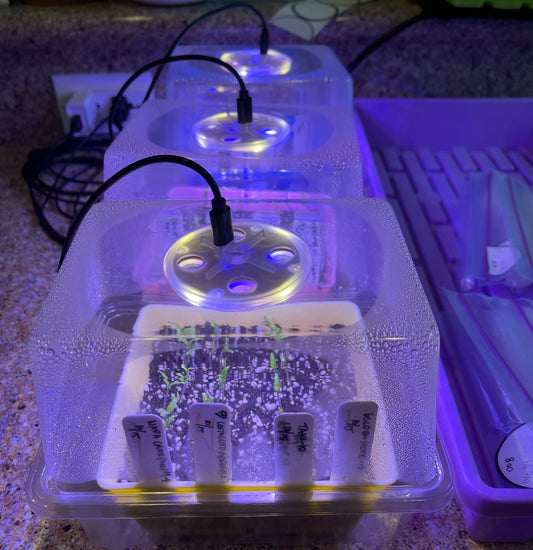 Tomatoes in Germination Testing 10-23-2024