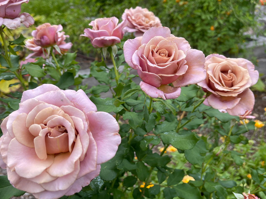 Sugar Moon Gardens Newsletter 12-11-2024 - Sugar Moon Gardens