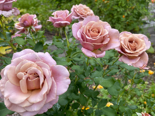 Sugar Moon Gardens Newsletter 12-11-2024 - Sugar Moon Gardens