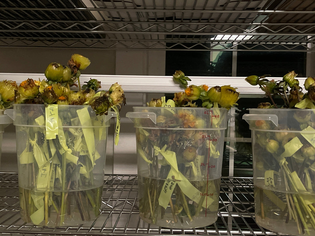 Saving Dahlia Seeds 10-16-2024