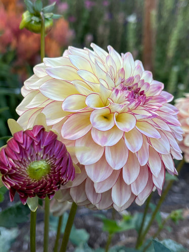 Sugar Moon Gardens Newsletter 12/18/24 - Sugar Moon Gardens