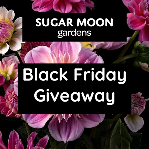Sugar Moon Gardens Newsletter 11/27/2024 - Sugar Moon Gardens