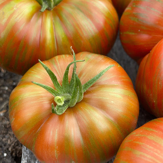 Not All Tomatoes Are Heirlooms