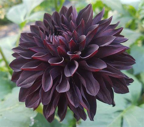 Sugar Moon Gardens Newsletter 3-28-2025 - Sugar Moon Gardens