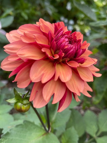 Sugar Moon Gardens Newsletter 12/4/2024 - Sugar Moon Gardens