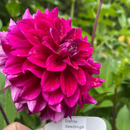 Sugar Moon Gardens Newsletter 2-19-2025 - Sugar Moon Gardens