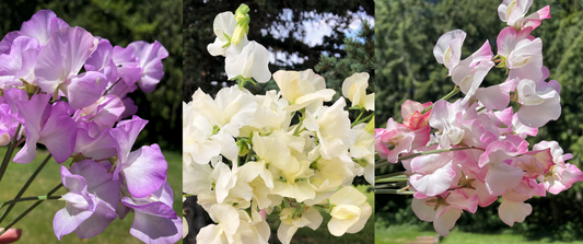 Sweet Peas for Sale this Fall 2025