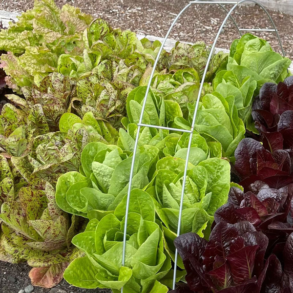 Succession Planting Greens in Mid-Summer in PNW