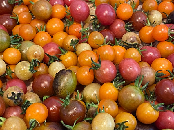 Cherry Tomato Taste Test 2026
