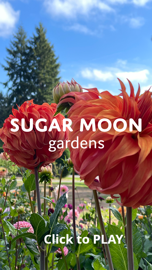 Sugar Moon Gardens post - 9-18-2024