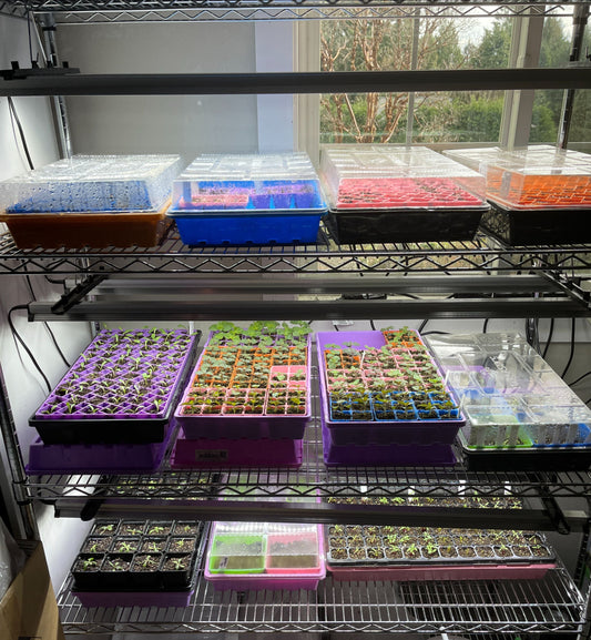 Grow Light Setup at Sugar Moon Gardens 1-29-2024