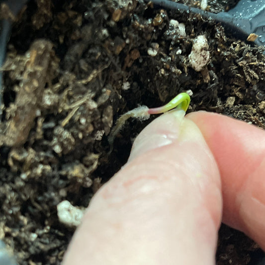 Starting Dahlias from Seed - Part 2, 2-26-2024 - Sugar Moon Gardens
