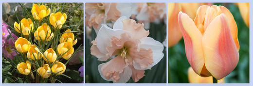 Sugar Moon Gardens Newsletter 11/6/2024 - Sugar Moon Gardens