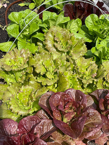 Sugar Moon Gardens Newsletter 09/11/2024 - Sugar Moon Gardens