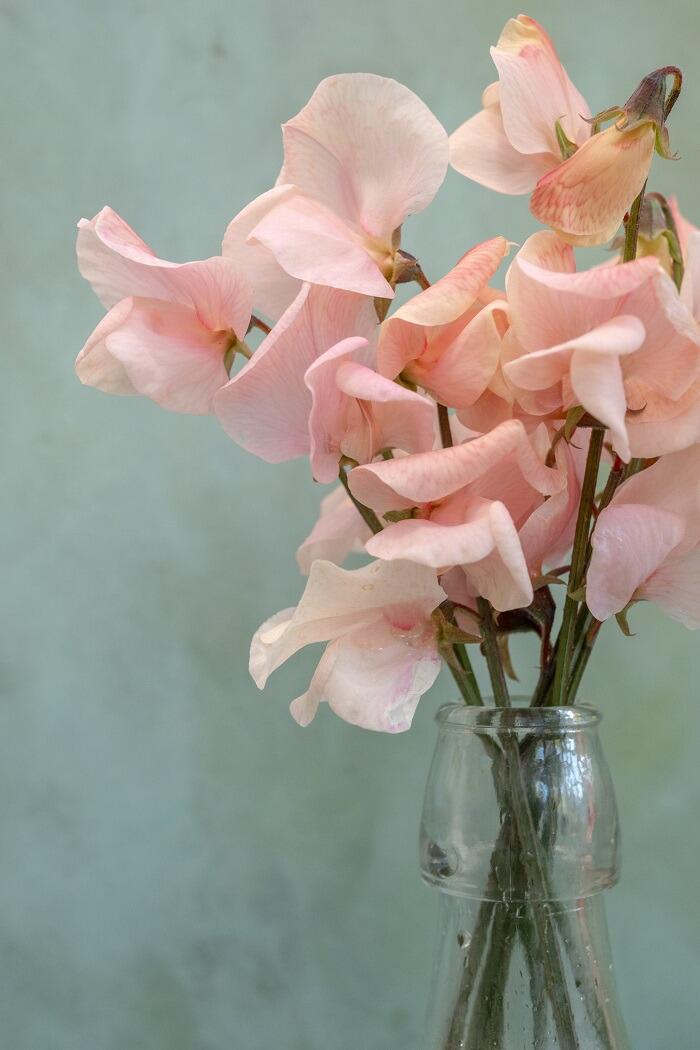 Sugar Moon Gardens Sweet Peas 5-29-2025 - Sugar Moon Gardens