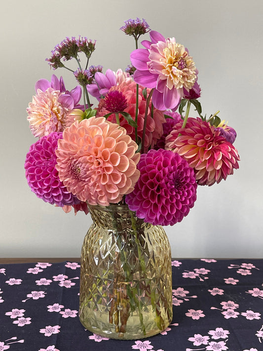 Documenting Dahlias 10-2-2024