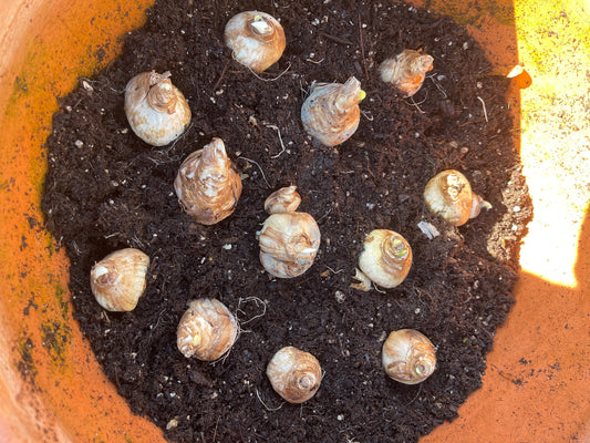 Everlasting Blooms - Spring Bulbs in Pots 12-4-2024