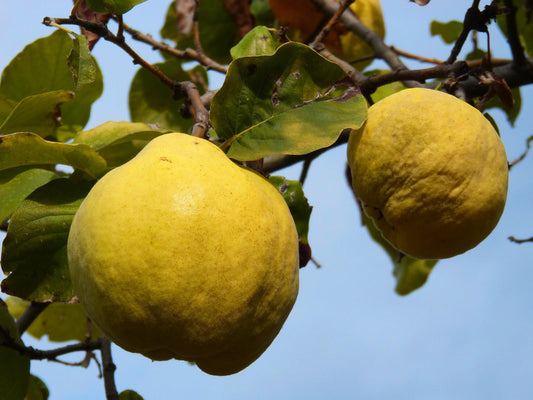 Preserving: Quince Cheese 10-30-2024